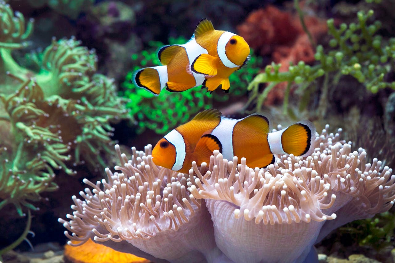 Vibrant image of clownfish swimming near a sea anemone amidst colorful coral reefs.