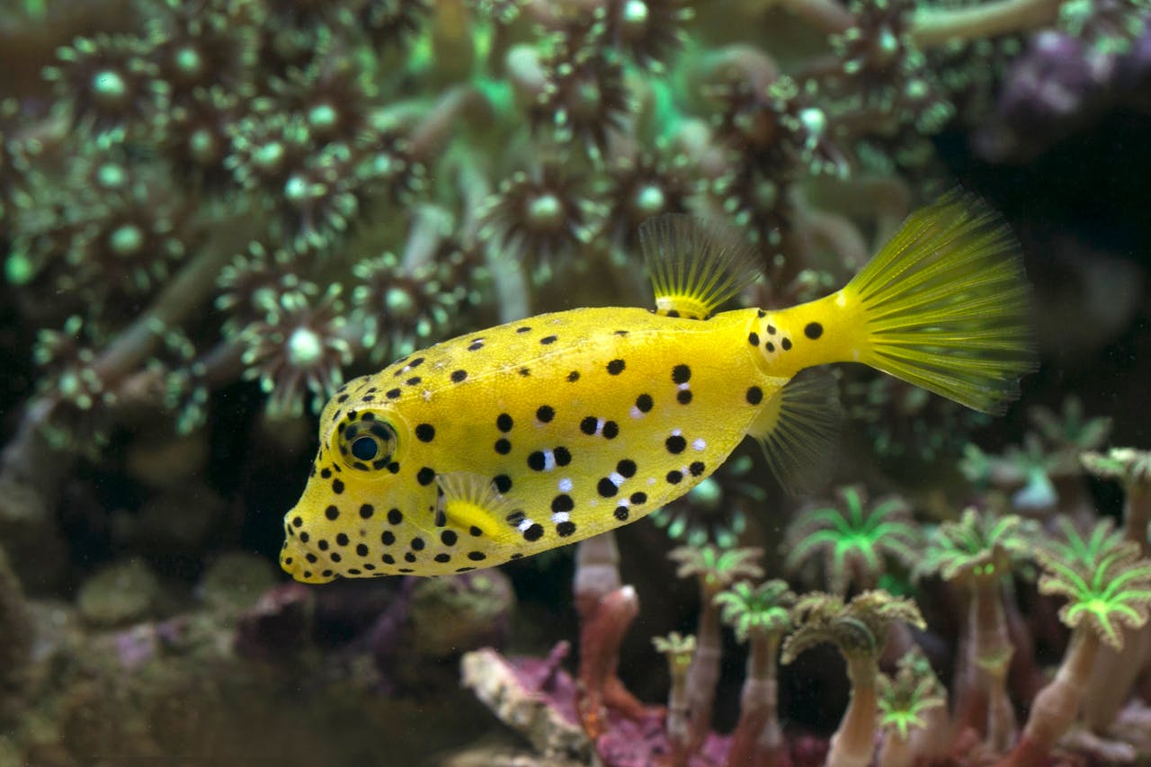 Close-up of a yellow boxfish with black spots swimming among colorful coral in an aquarium.