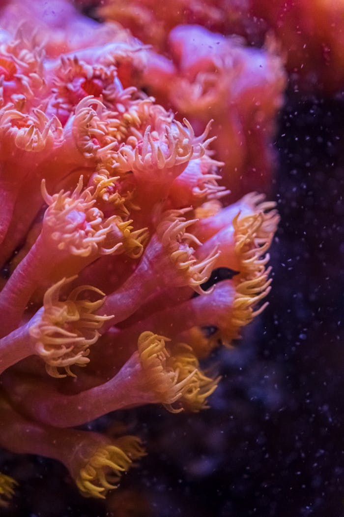 Stunning close-up of pink coral with intricate details in an underwater setting.