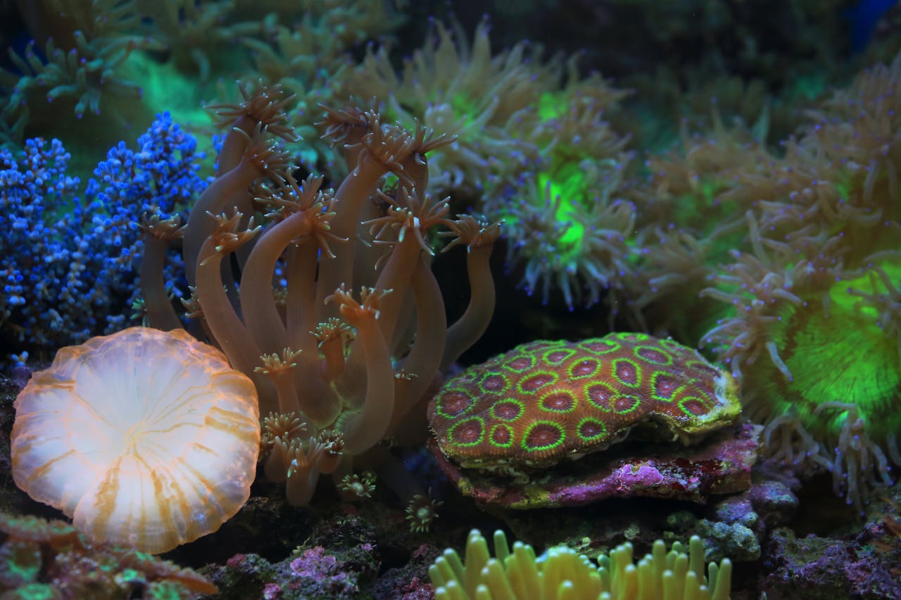 Colorful underwater scene showcasing a variety of corals and marine life in their natural habitat.